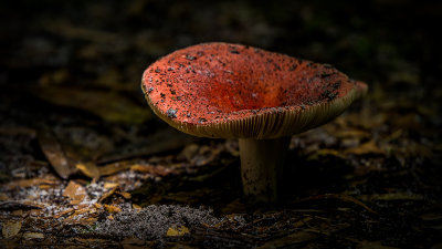 Red Mushroom