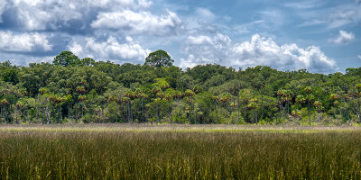 Salt Marsh