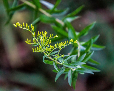 The Twist of a Weed