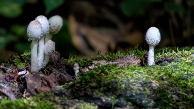 Mushrooms in Dew