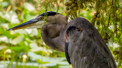 GBH with Cypress Branches