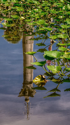 Pillar and Water Hyacinth
