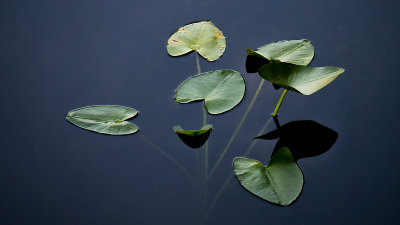 Water Hyacinth Cluster