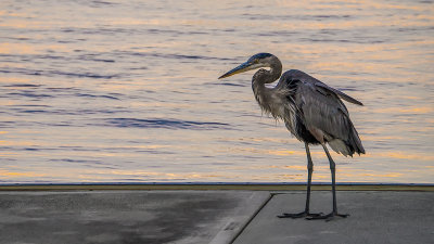 Great Blue Heron on the Dock