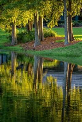 Cypress in the Fading Light