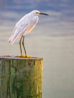 Egret and Piling