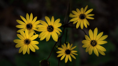 Six Yellow Flowers