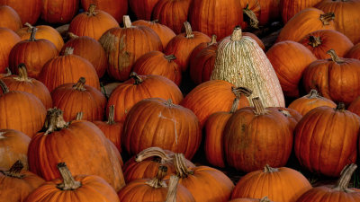 Pumpkins #2