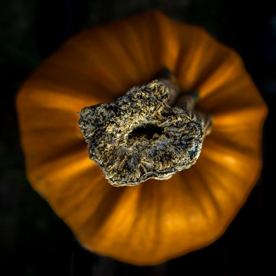 Pumpkins #4