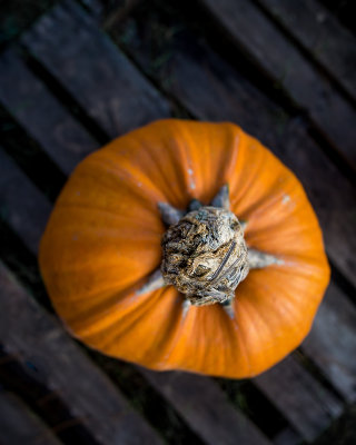 Pumpkins #5