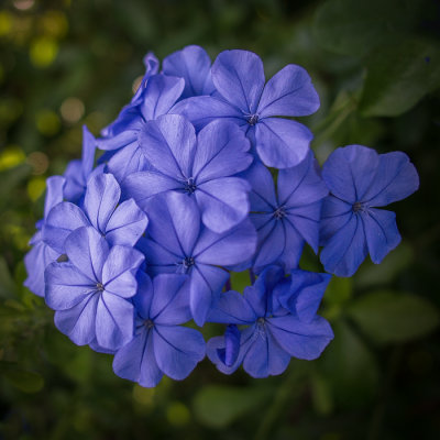 Plumbago