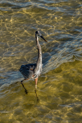 Great Blue Heron in the Shallows