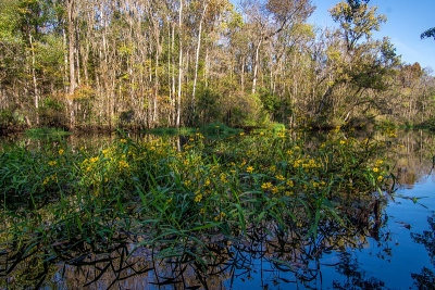 Little Black Creek #2
