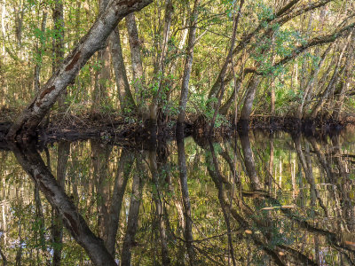 Little Black Creek #4