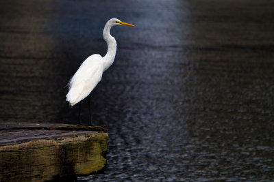 Egret on the Edge