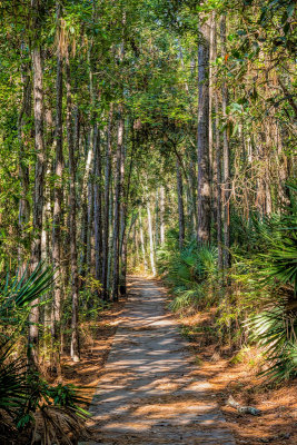 UNF Nature Trail #5