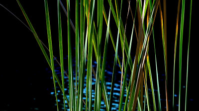 UNF Nature Trail #7
