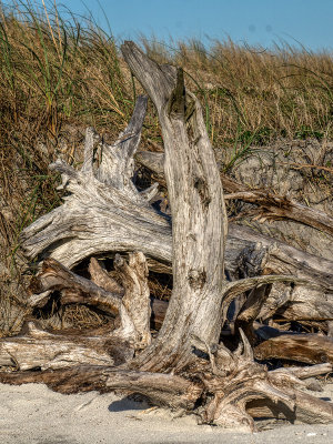 Little Talbot Island November 2015 #11