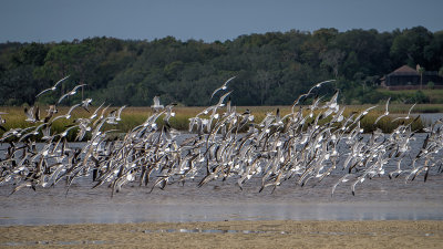 Terns on Chicopit Bay