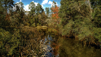 Nature Preserve at University of West Florida