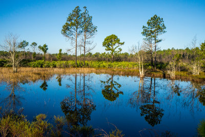 Pumpkin Hill Preserve #6