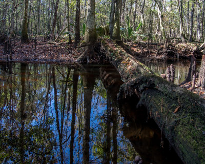 Gourd Island Preserve #8