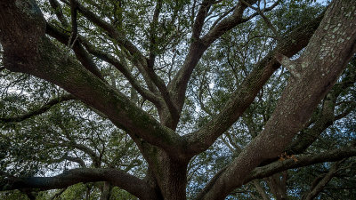 Spreading Oak