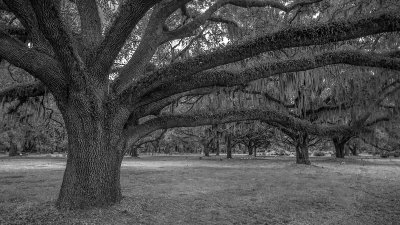Spreading Oak