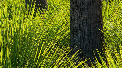 Grass and Trunks