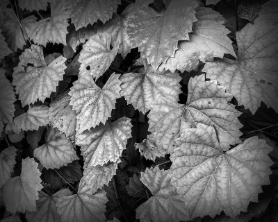 Grey Leaves on the Vine