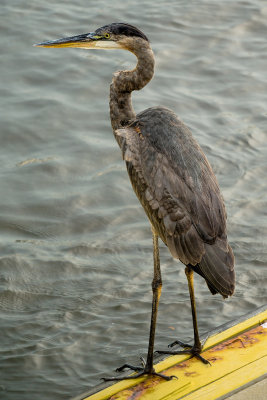 Great Blue Heron on the Edge