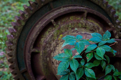 Wheel and Leaves