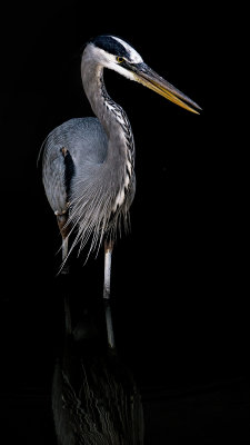 Great Blue Heron in the Shadows