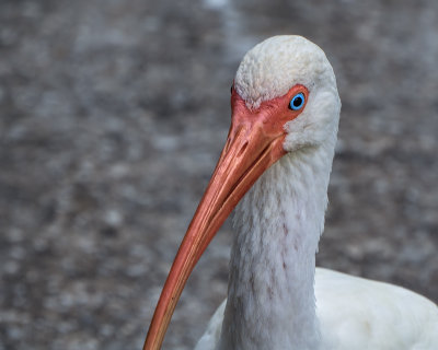 Portrait of an Ibis