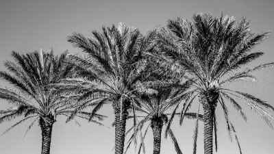 Three Beach Palms