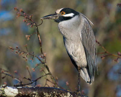 Night Heron on Pottsburg Creek 2