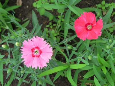 IMG_5787 (Custom).JPG