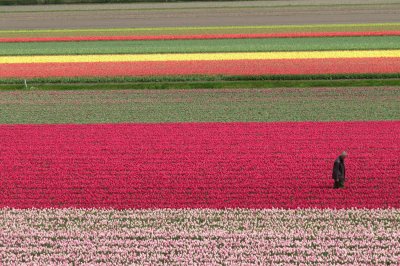 keukenhof_gardens