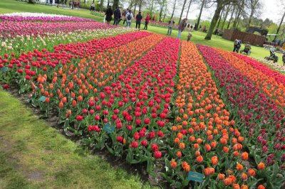 keukenhof (30).JPG