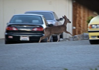 Wildlife - Quail and Deer