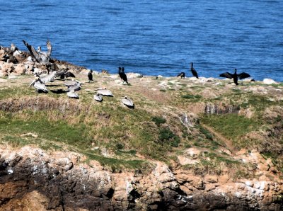 Birds on Rock