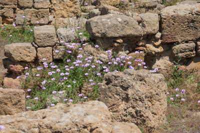 DSC_1011.jpg