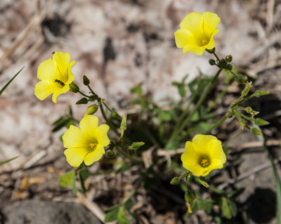 DSC_1171.jpg