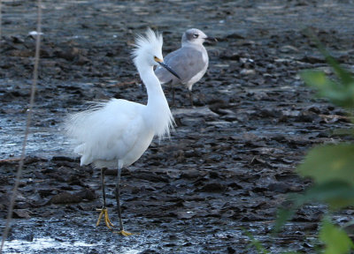A snowy egret with a bad hair day.