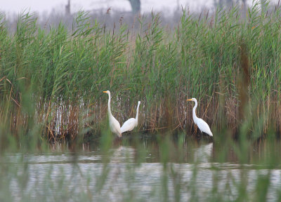 Three Egrets lookingfor food.