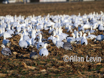 Snow Geese  Feeding in Cornfield