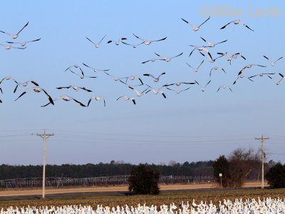 Snow Geese see Snow Geese Do