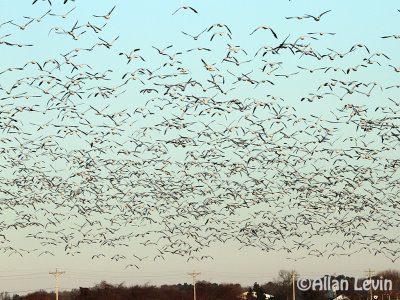 Snow Geese by the thousands