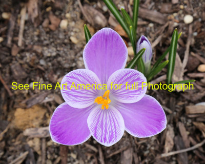 Crocus reaching for the sun.