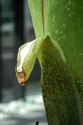 Amorphophallus titanum